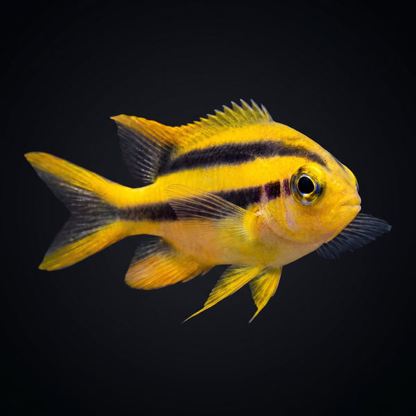 Black and Gold Chromis (Neoglyphidodon Nigroris) saltwater aquarium fish portrait