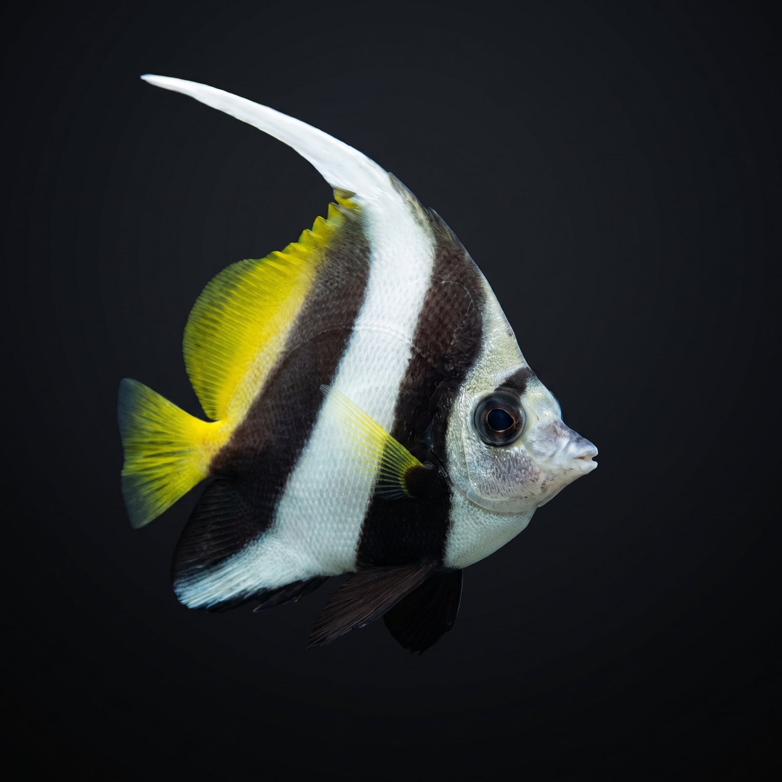 Black & White Heniochus Butterflyfish (Heniochus Acuminatus) saltwater aquarium fish portrait