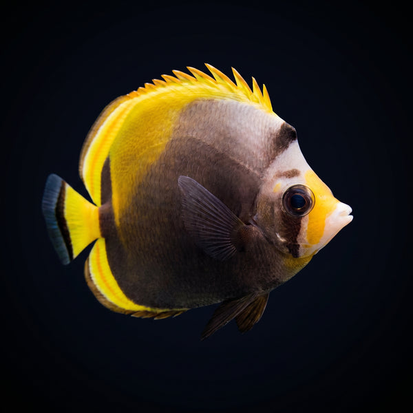 Black Back Butterflyfish (Chaetodon Melannotus) saltwater aquarium fish portrait