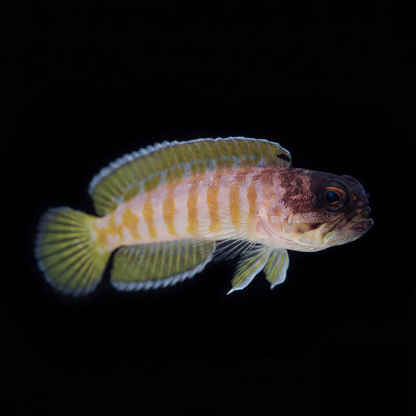 Black Cap Jawfish (Opistognathus randalli) saltwater aquarium fish portrait