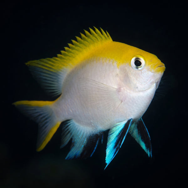 Black Damsel (Neoglyphidodon Melas) saltwater aquarium fish portrait