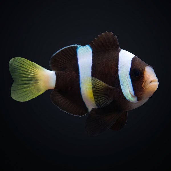 Black Helmet Picasso Clownfish (Amphiprion Percula) saltwater aquarium fish portrait