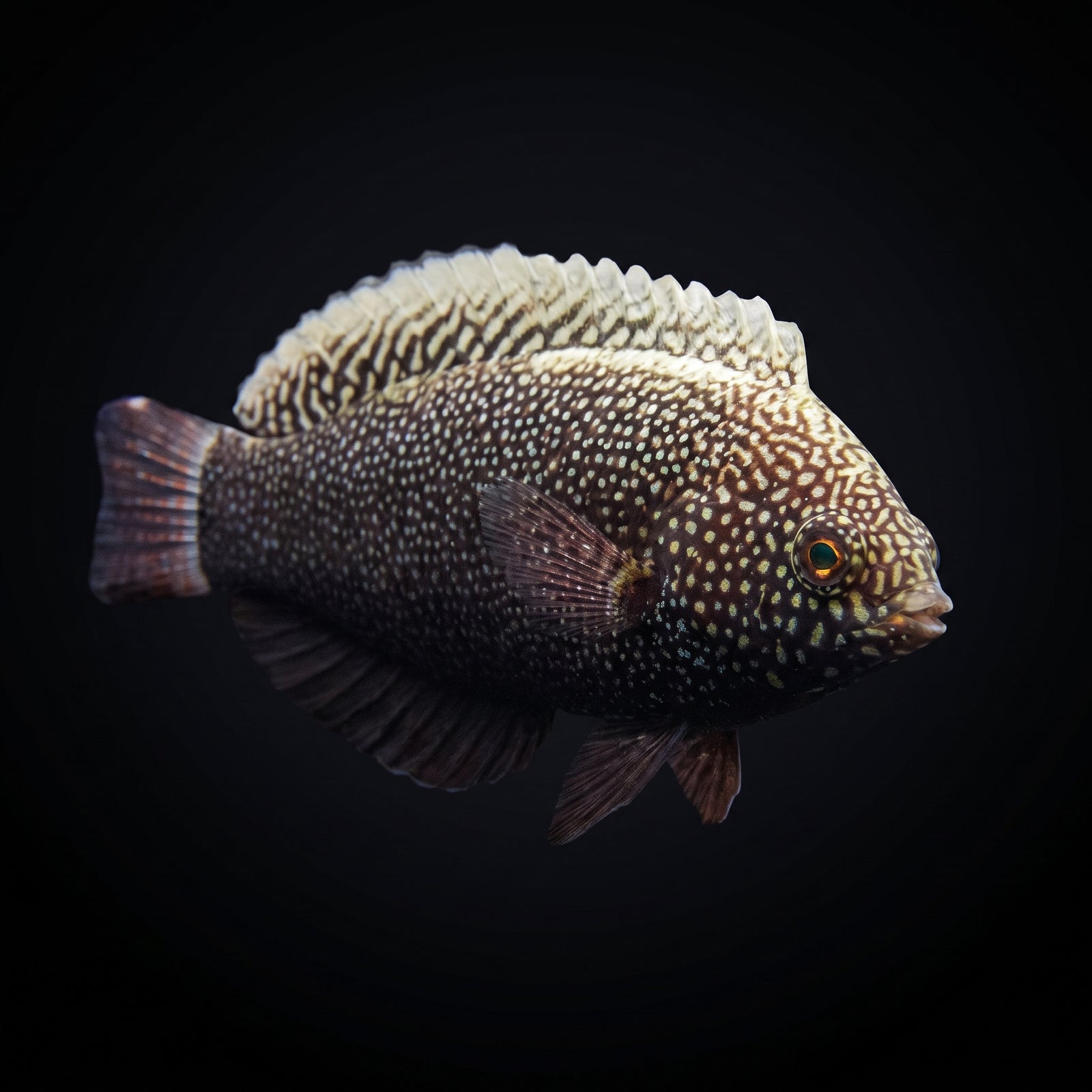 Black Leopard Wrasse (Macropharyngodon Negrosensis) saltwater aquarium fish portrait