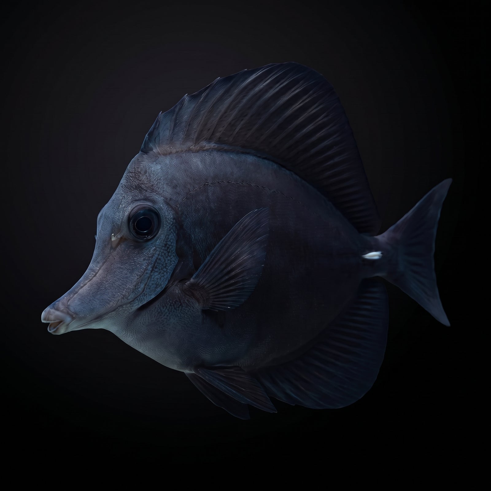 Black Longnose Tang (Zebrasoma rostratum) saltwater aquarium fish portrait