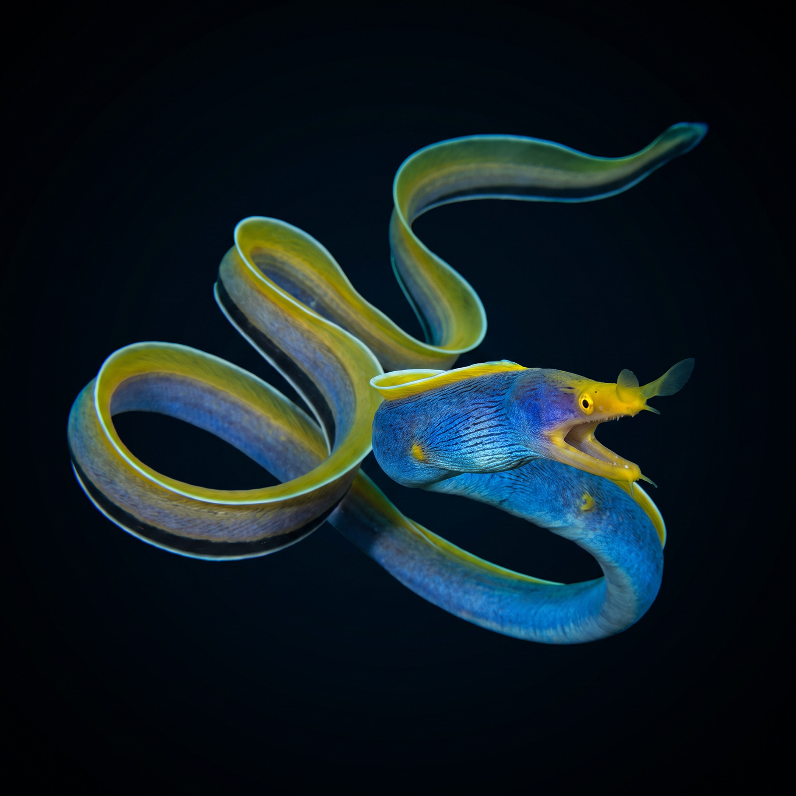 Blue Ribbon Eel saltwater fish care guide