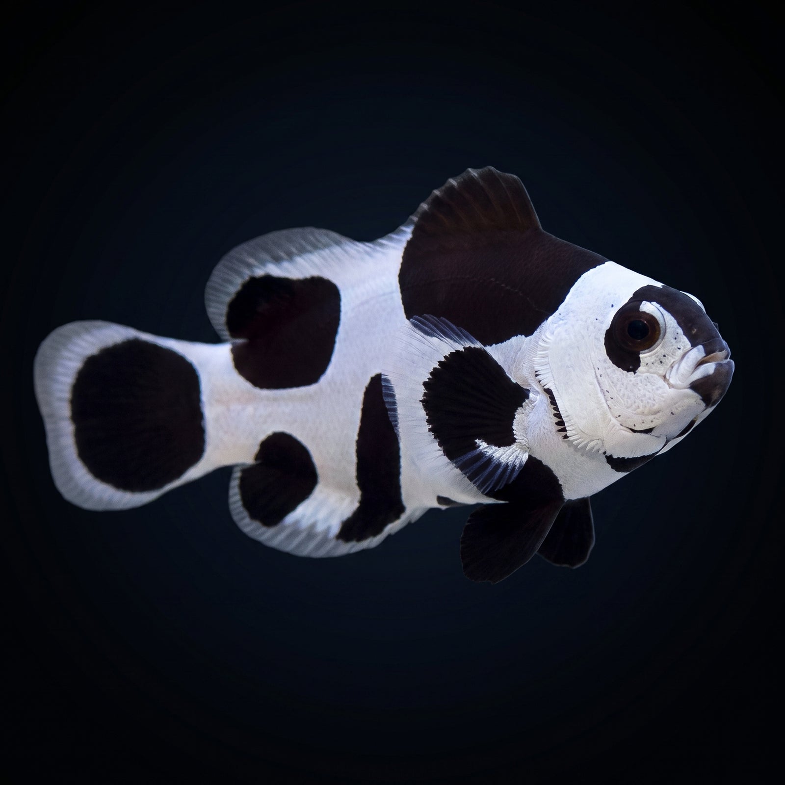 Black Storm Clownfish (Amphiprion ocellaris (Black Storm Variant)) saltwater aquarium fish portrait