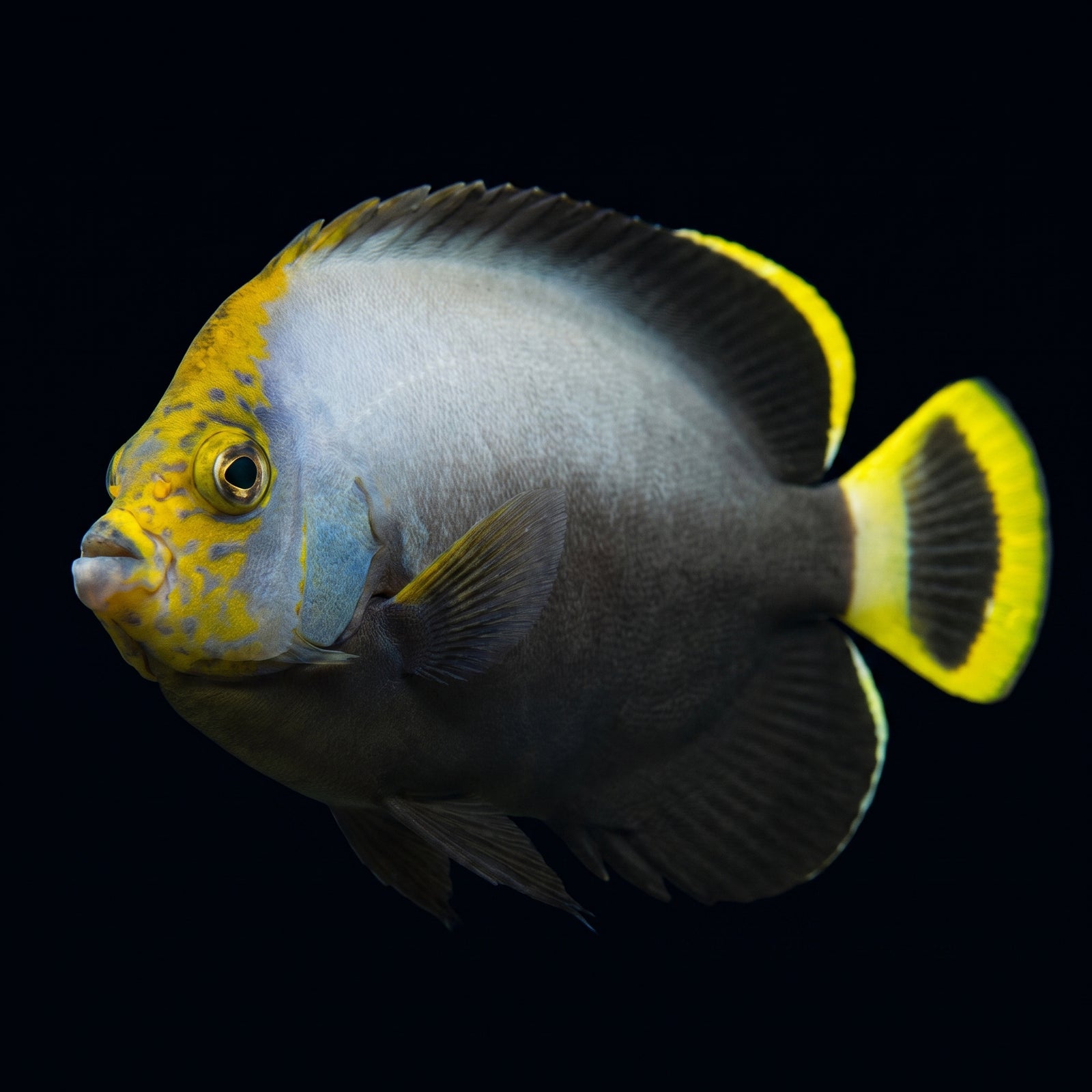 Black Velvet Angelfish (Chaetodontoplus Melanosoma) saltwater aquarium fish portrait