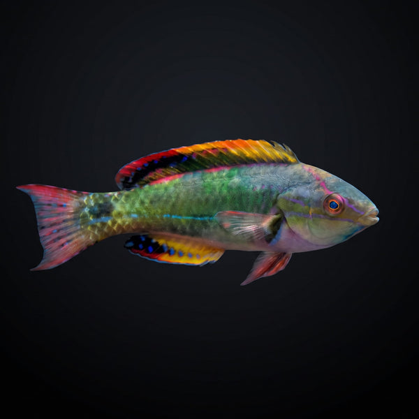 Blackfin Fairy Wrasse (Cirrhilabrus Melanomarginatus) saltwater aquarium fish portrait