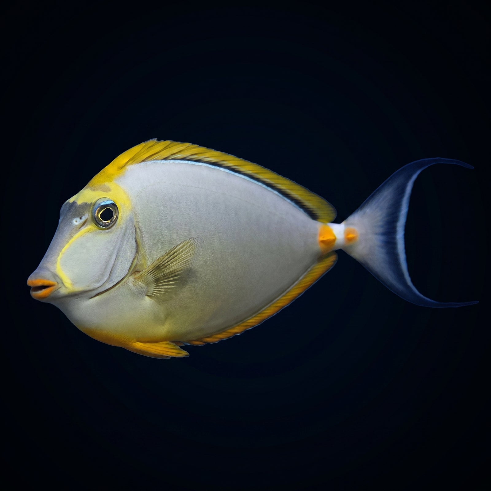Blonde Naso Tang (Naso elegans) saltwater aquarium fish portrait