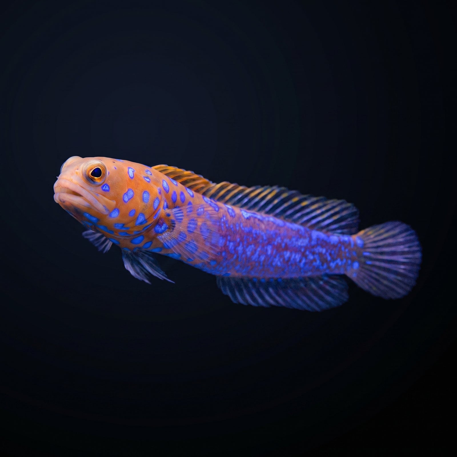 Blue Dot Jawfish (Opistognathus macrognathus) saltwater aquarium fish portrait
