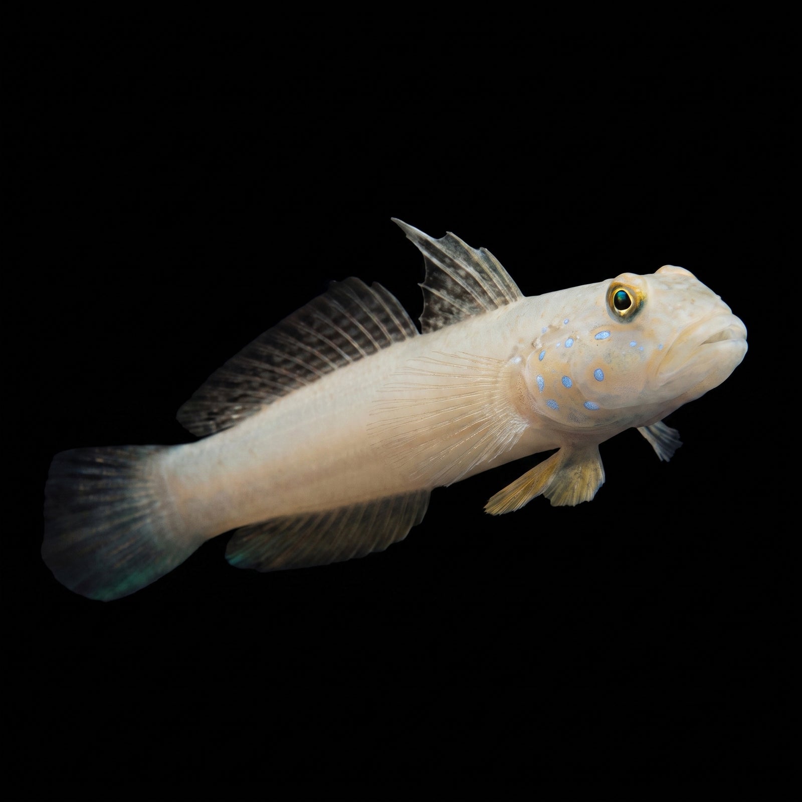 Blue Dot Sleeper Goby (Valenciennea sexguttata) saltwater aquarium fish portrait
