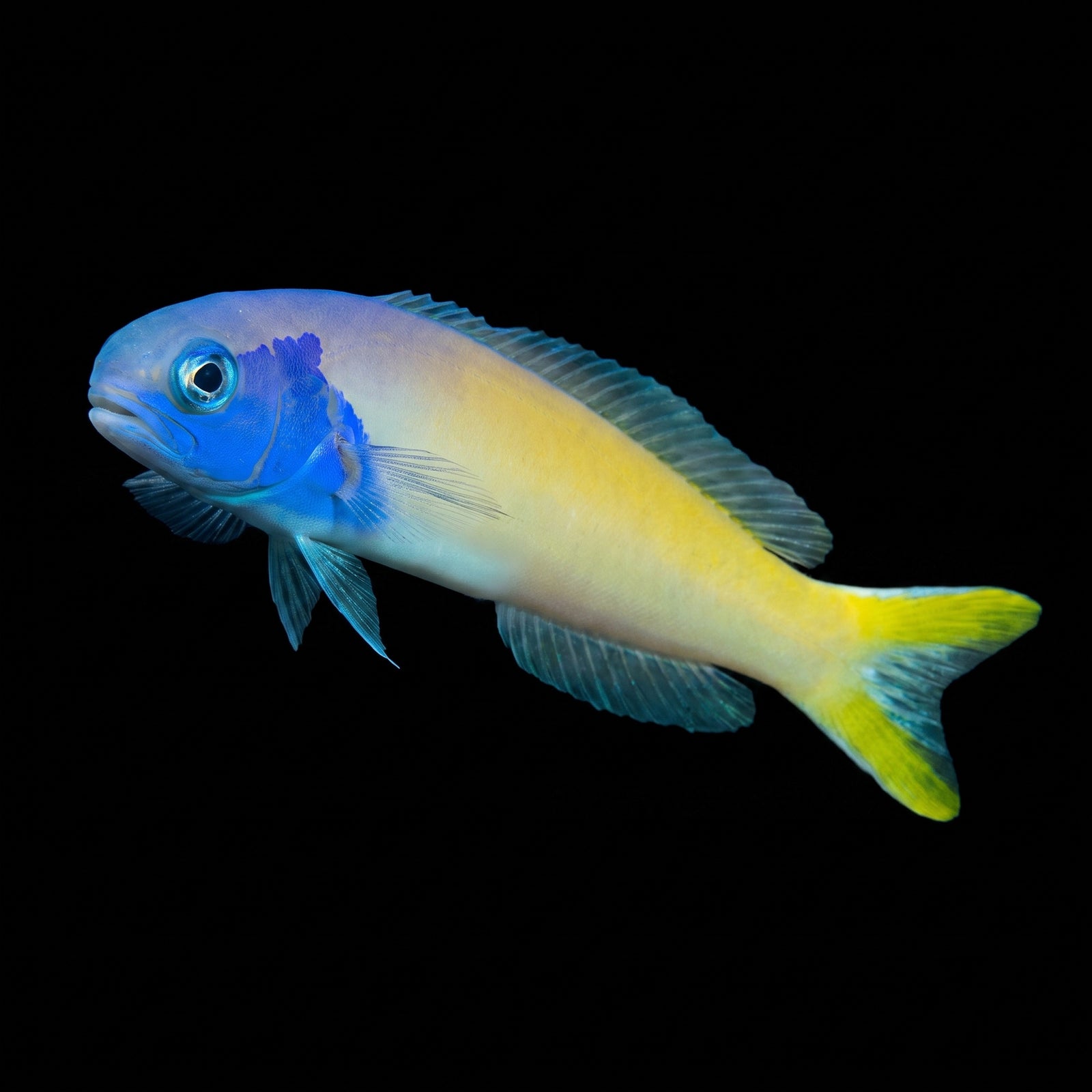 Blue Jaw Tilefish (Hoplolatilus Starcki) saltwater aquarium fish portrait
