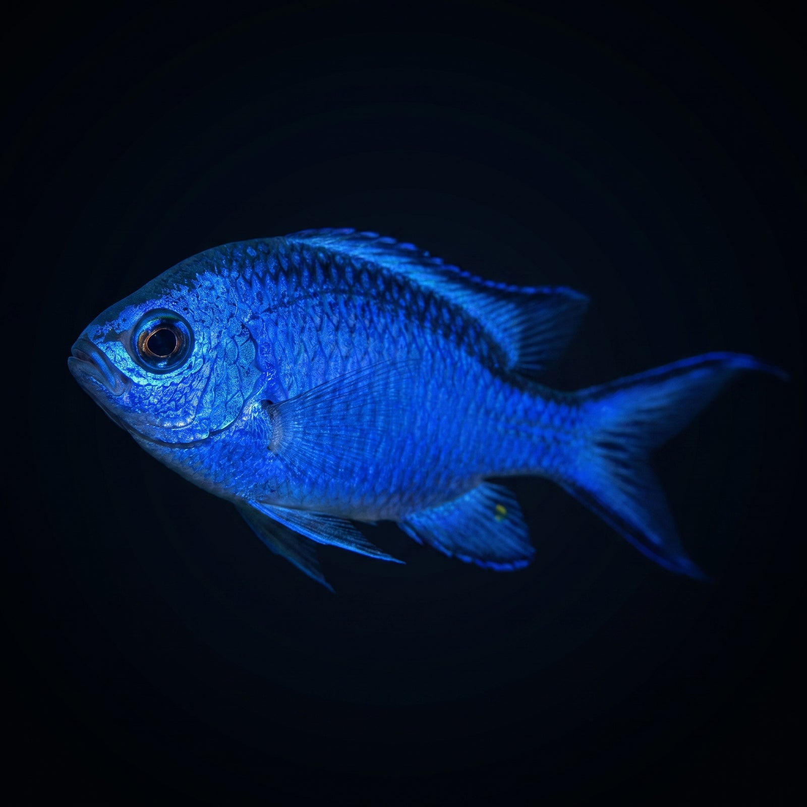 Blue Reef Chromis (Chromis cyanea) saltwater aquarium fish portrait