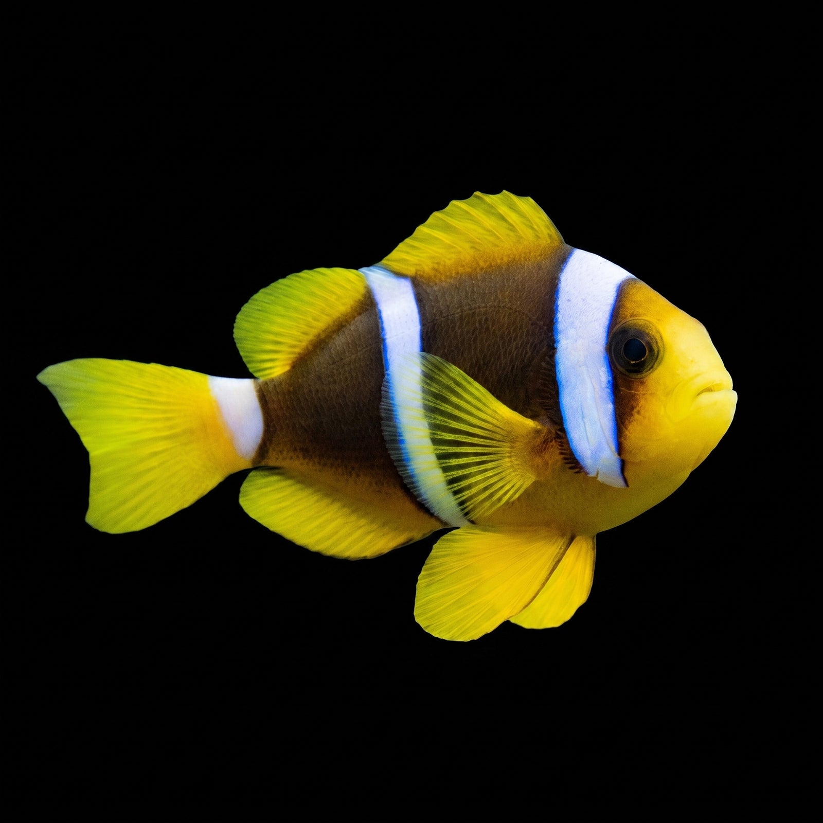 Blue Stripe Clownfish (Amphiprion Chrysopterus) saltwater aquarium fish portrait