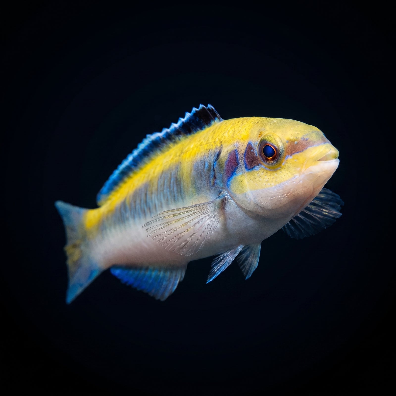 Bluehead Wrasse (Thalassoma Bifasciatum) saltwater aquarium fish portrait