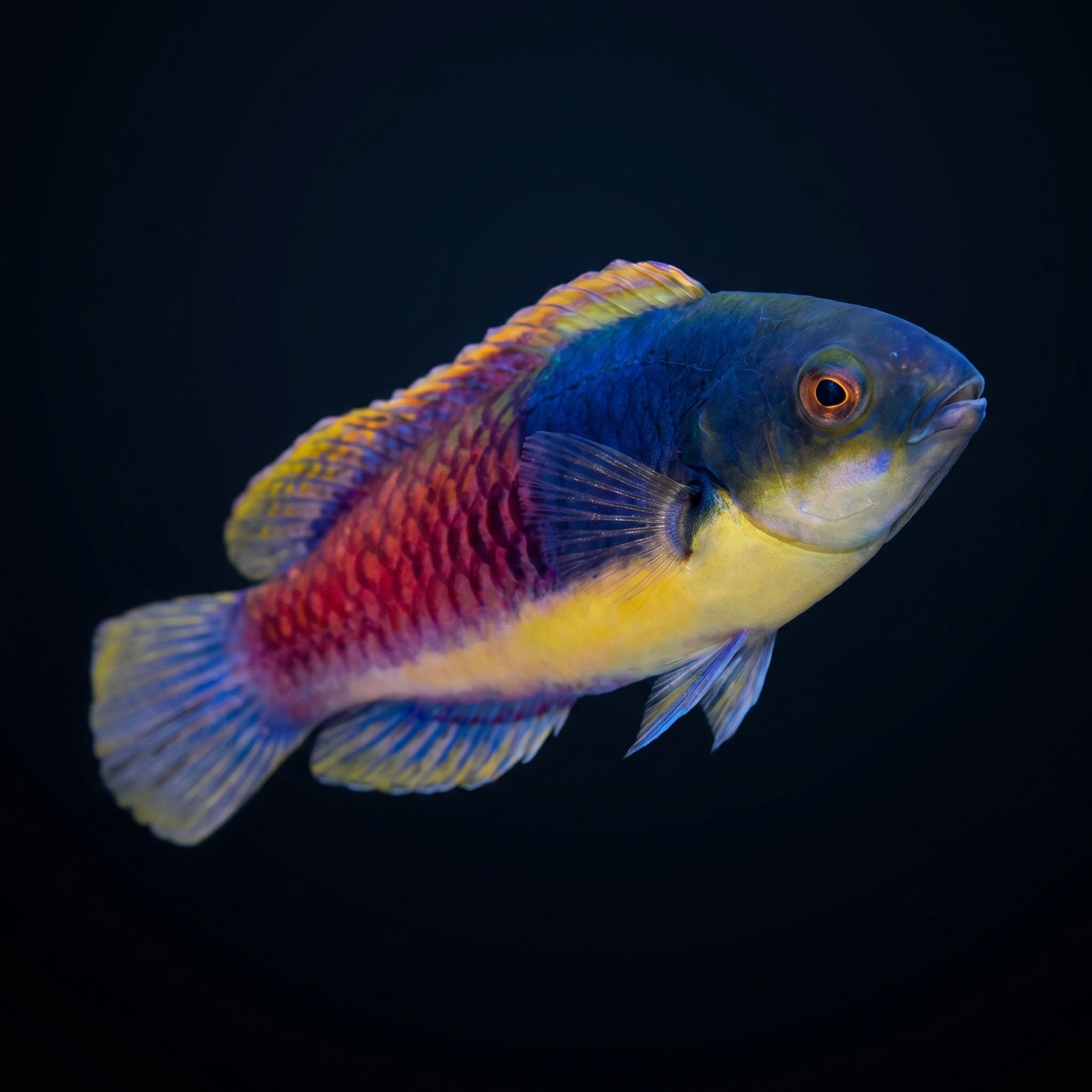 Bluesided Fairy Wrasse (Cirrhilabrus cyanopleura) saltwater aquarium fish portrait