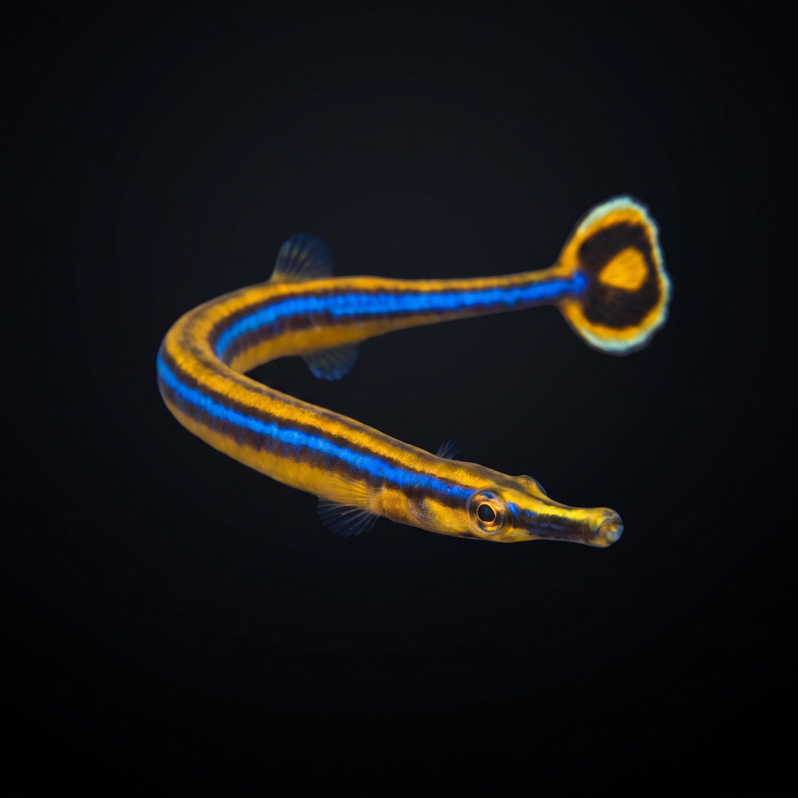 Bluestripe Pipefish (Doryrhamphus excisus) saltwater aquarium fish portrait
