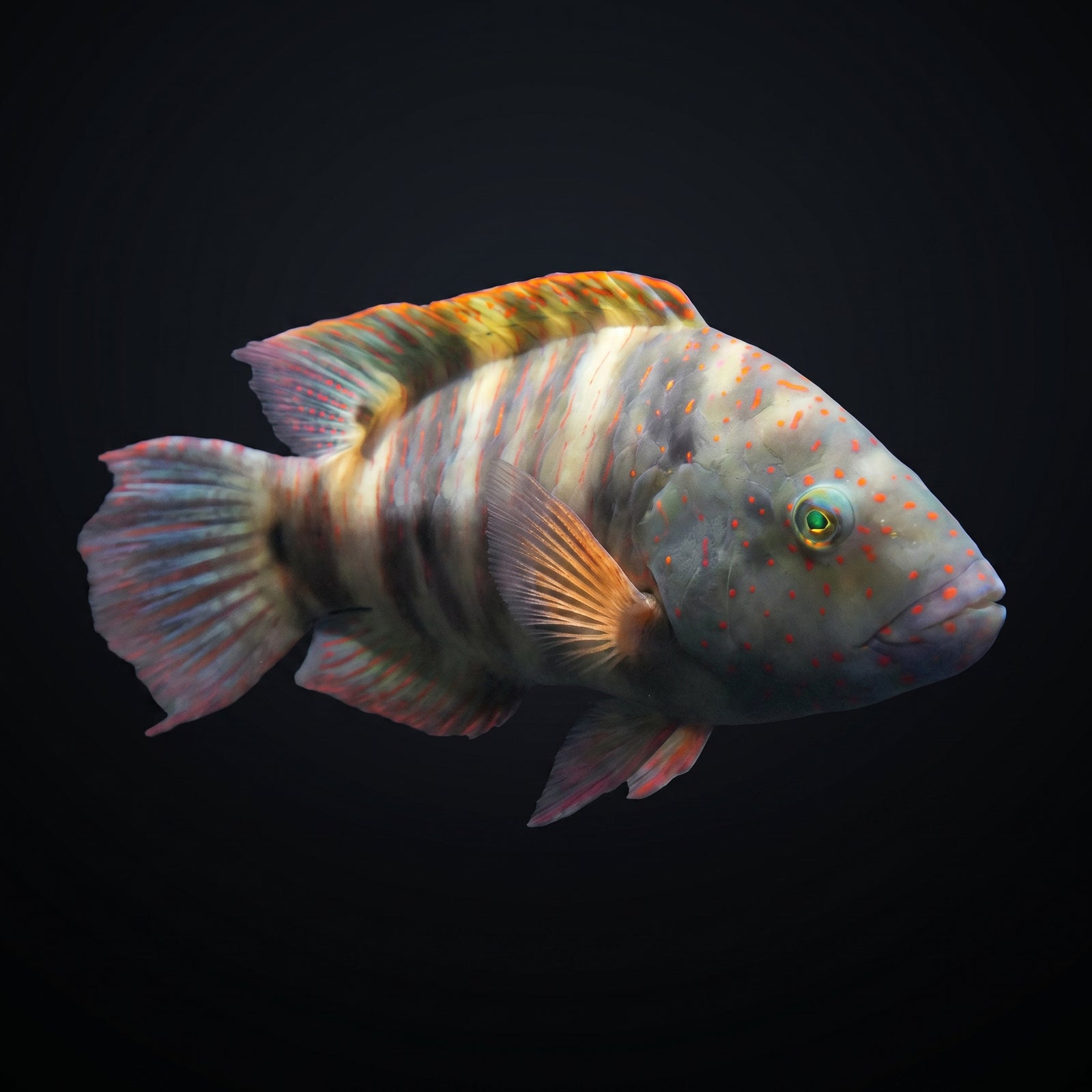 Broomtail Wrasse (Cheilinus Lunulatus) saltwater aquarium fish portrait