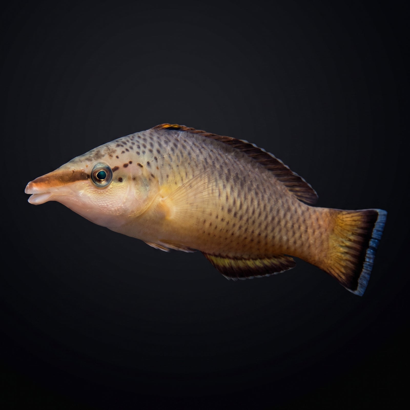 Brown Bird Wrasse (Gomphosus Varius) saltwater aquarium fish portrait