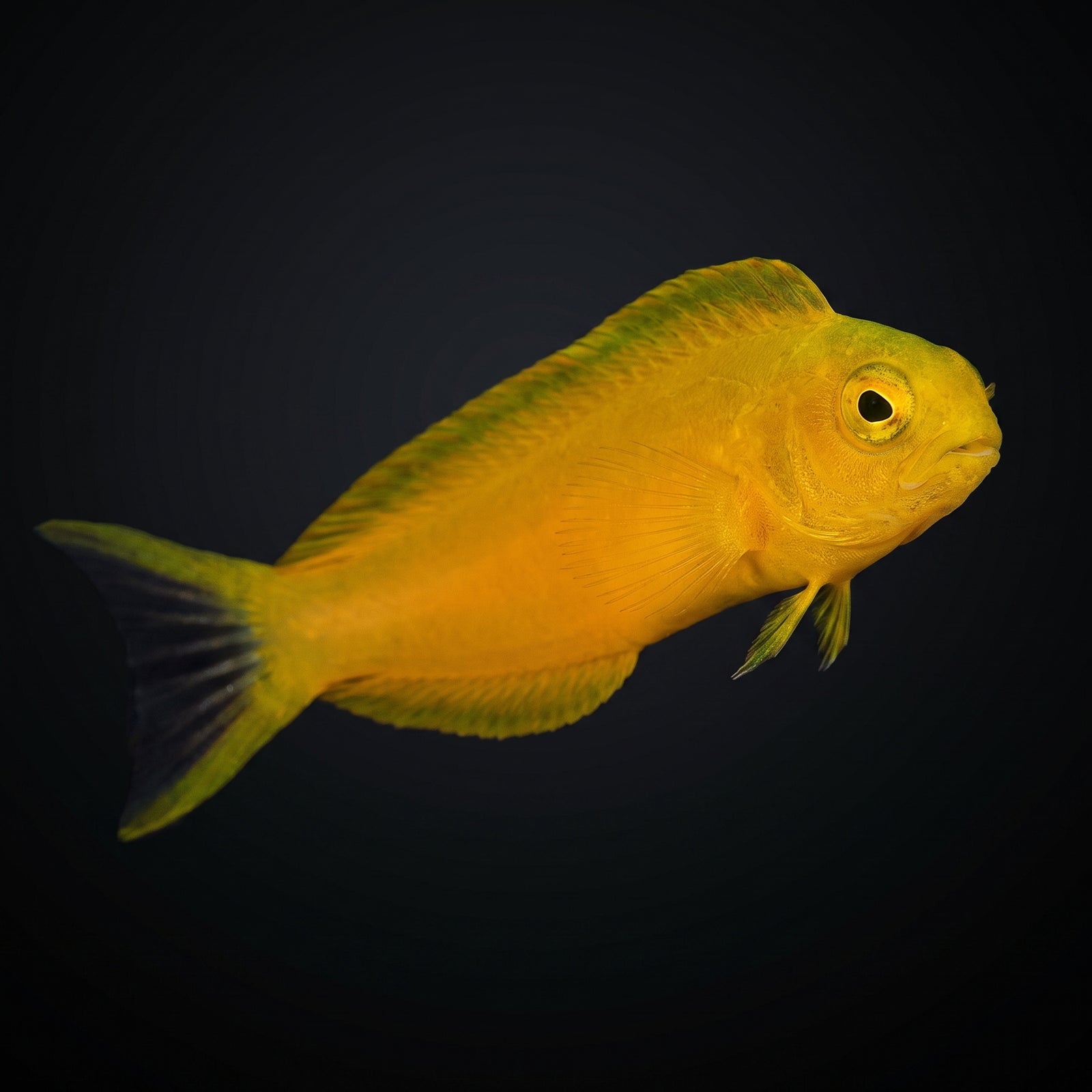 Canary Blenny (Meiacanthus Oualanensis) saltwater aquarium fish portrait