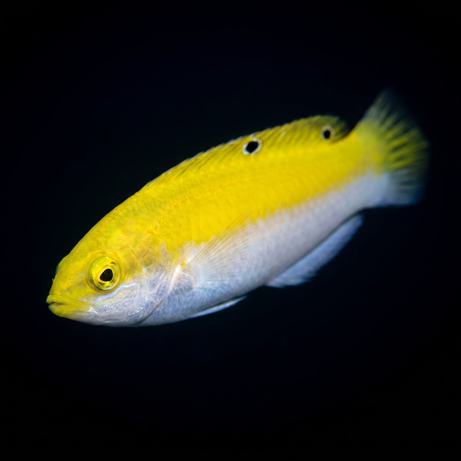 Canarytop Wrasse (Halichoeres leucoxanthus) saltwater aquarium fish portrait