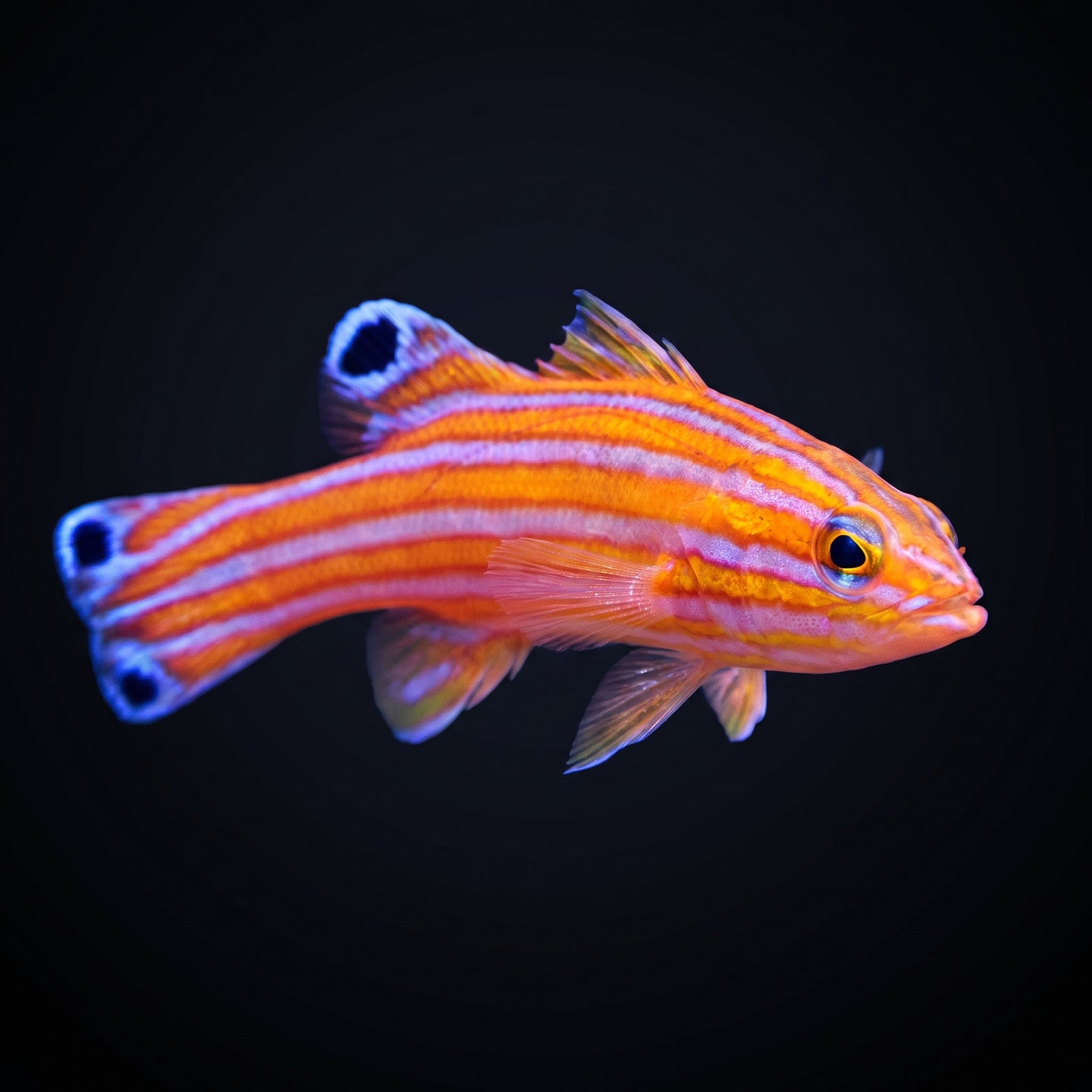 Candy Basslet (Liopropoma Carmabi) saltwater aquarium fish portrait