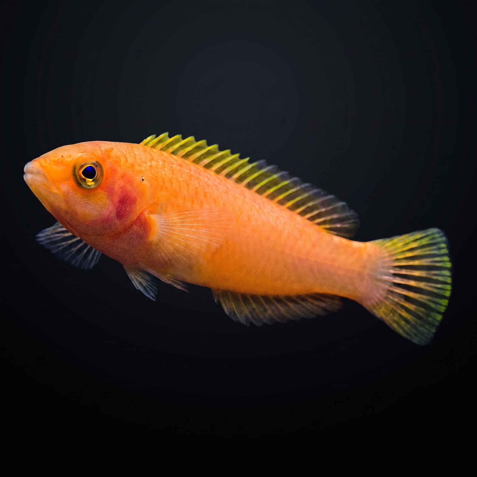 Candy Pencil Wrasse (Pseudojuloides Cerasinus) saltwater aquarium fish portrait
