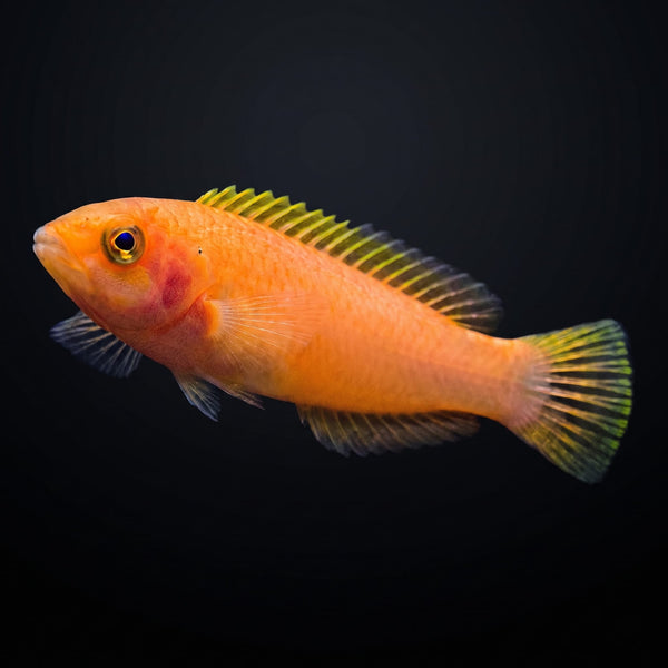 Candy Pencil Wrasse (Pseudojuloides Cerasinus) saltwater aquarium fish portrait