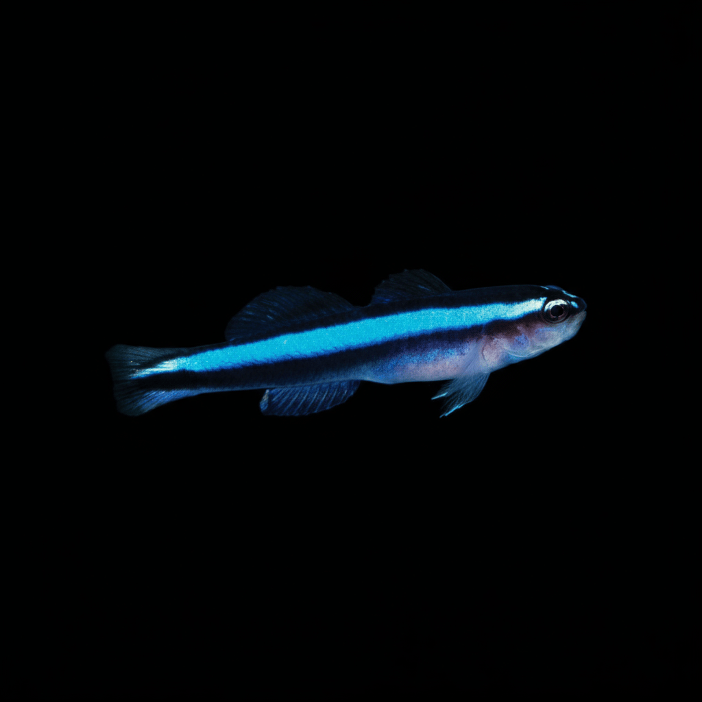 Captive-Bred Blue Line Cleaner Goby (Elactinus oceanops) saltwater aquarium fish