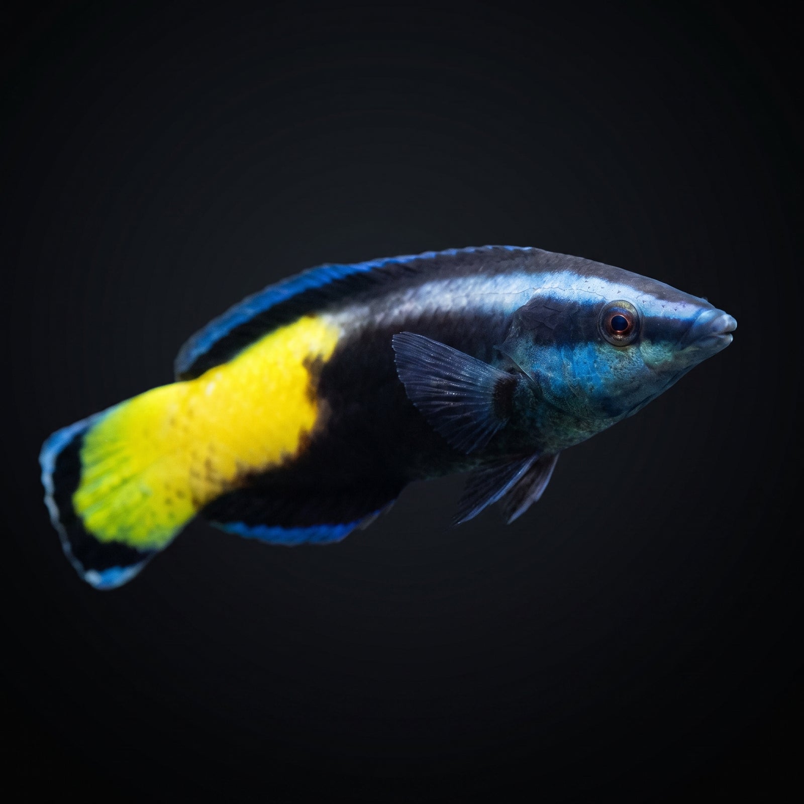 Captive-Bred Hawaiian Cleaner Wrasse (Labroides Phthirophagus) saltwater aquarium fish portrait