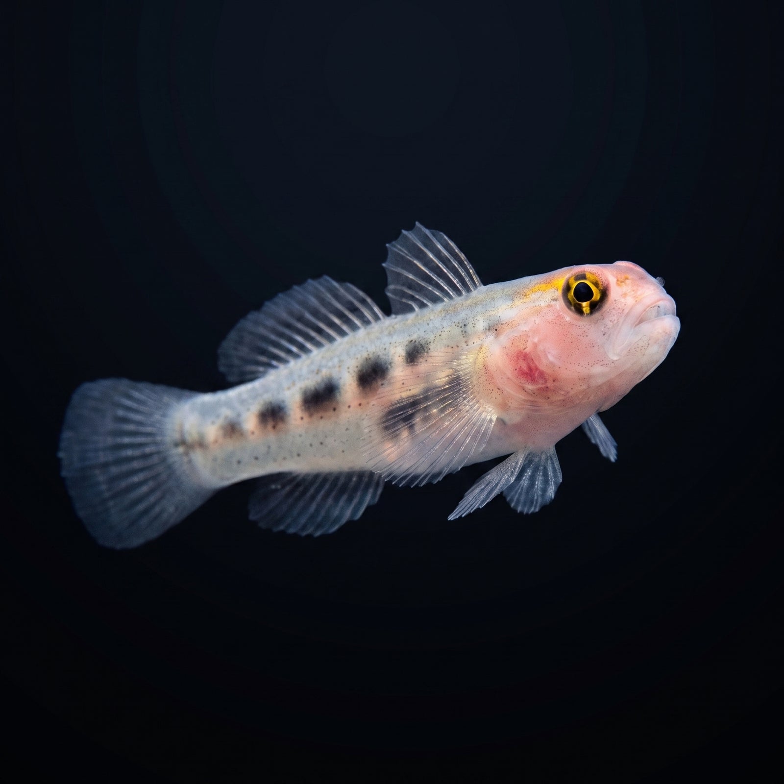 Captive-Bred Red Head Goby (Elacatinus puncticulatus) saltwater aquarium fish portrait