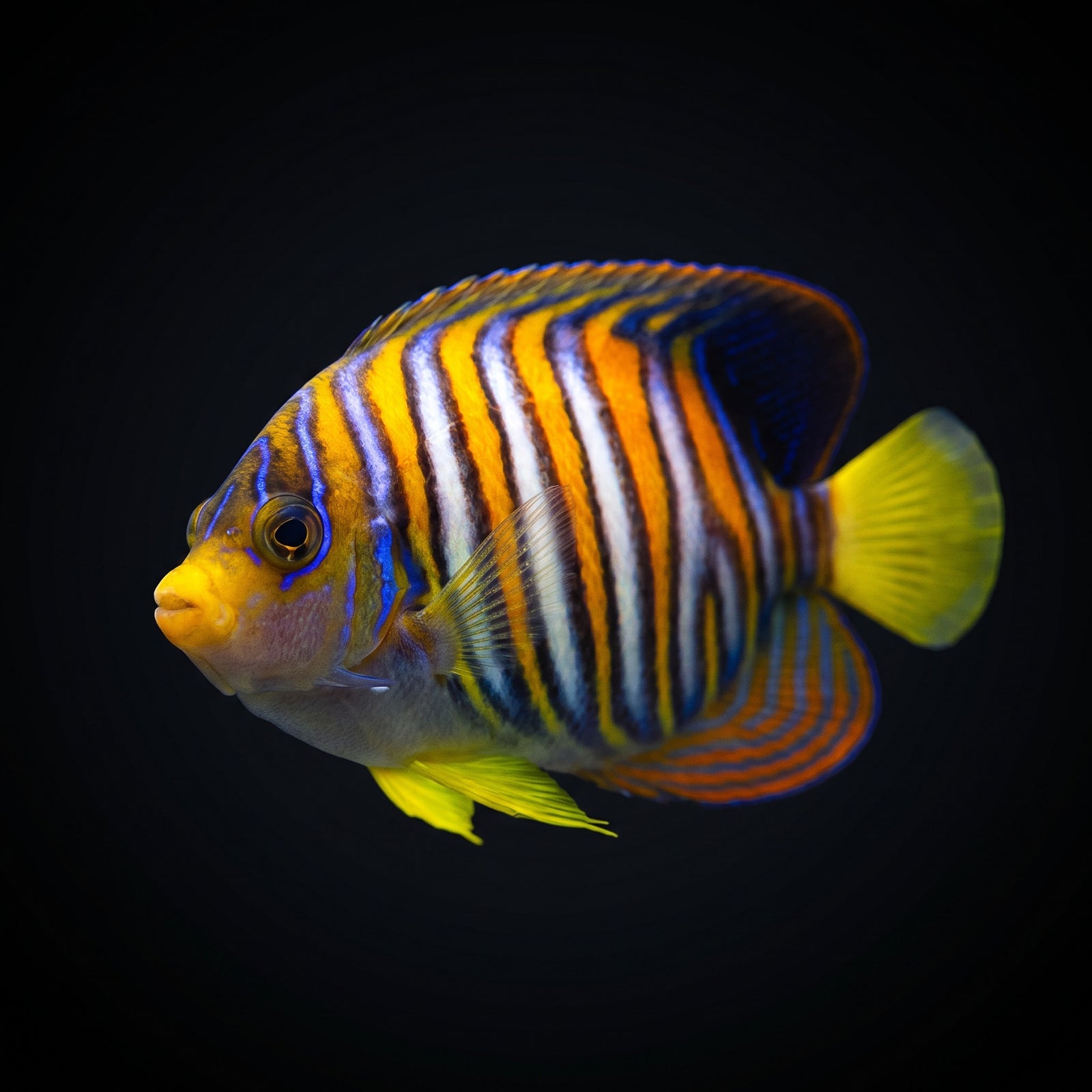Captive-Bred Regal Angelfish - Misbar - Juvenile (Pygoplites Diacanthus) saltwater aquarium fish portrait