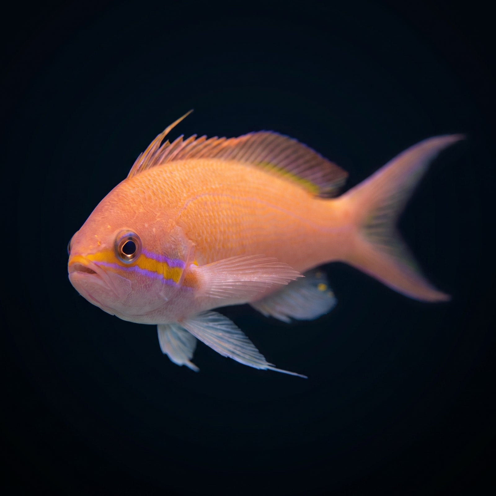 Carberryi Anthias (Nemanthias carberryi) saltwater aquarium fish portrait