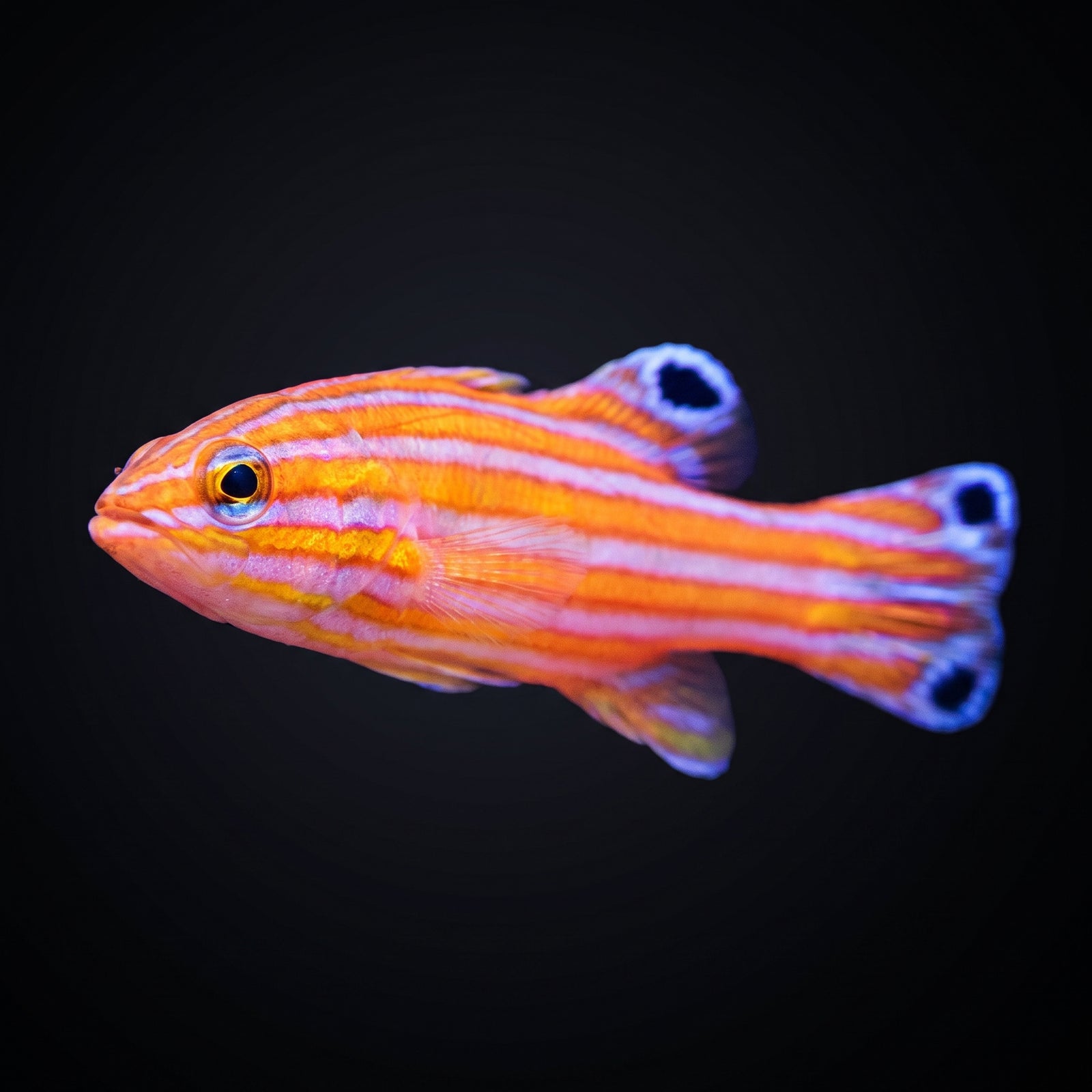 Cave Basslet (Liopropoma Mowbrayi) saltwater aquarium fish portrait