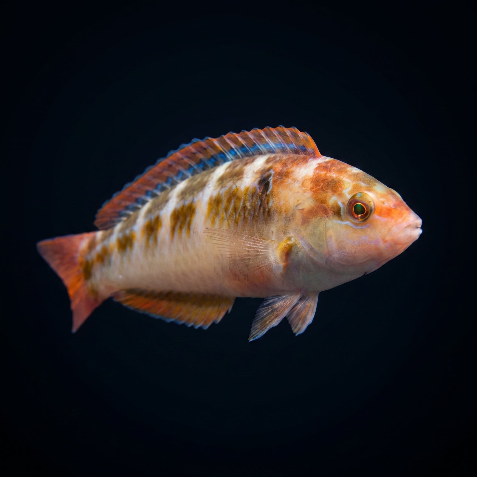 Chameleon Wrasse (Halichoeres Dispilus) saltwater aquarium fish portrait