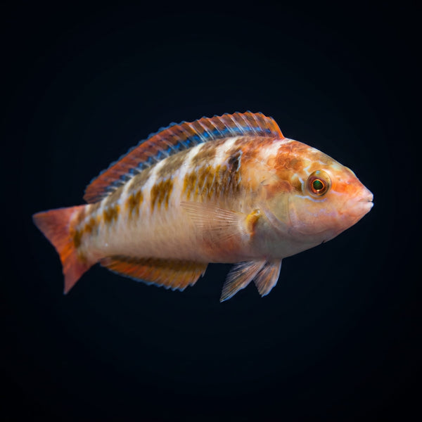 Chameleon Wrasse (Halichoeres Dispilus) saltwater aquarium fish portrait