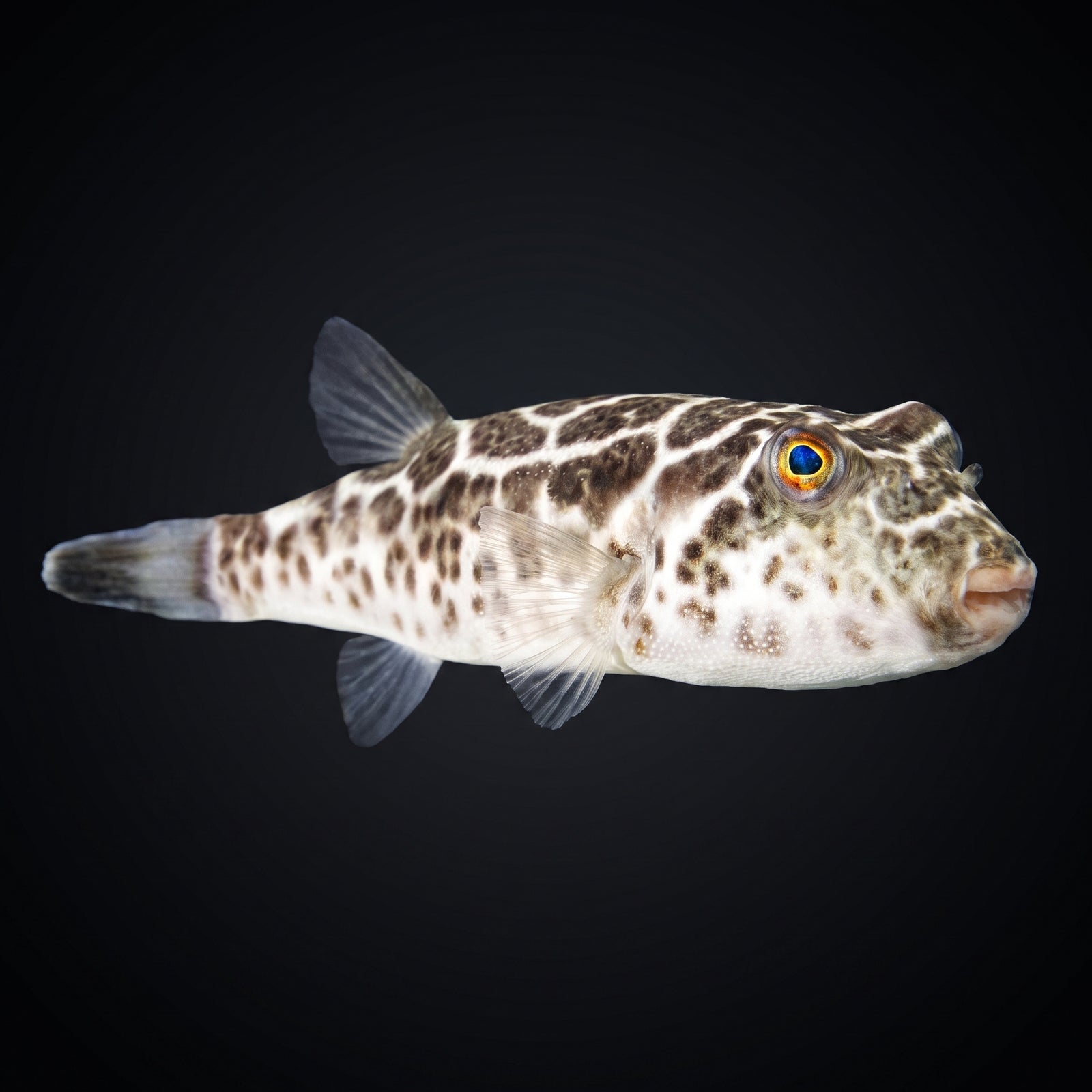 Checkered Puffer (Sphoeroides Testudineus) saltwater aquarium fish portrait