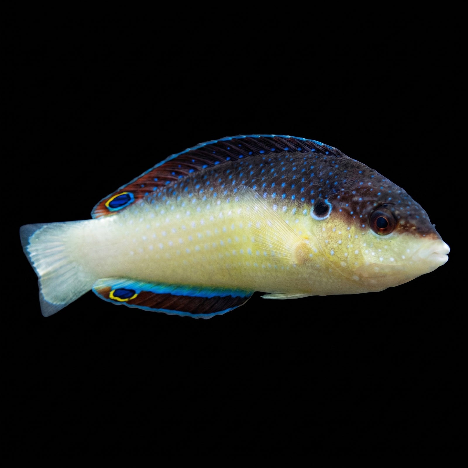 China Pearl Wrasse (Anampses Neoguinaicus) saltwater aquarium fish portrait