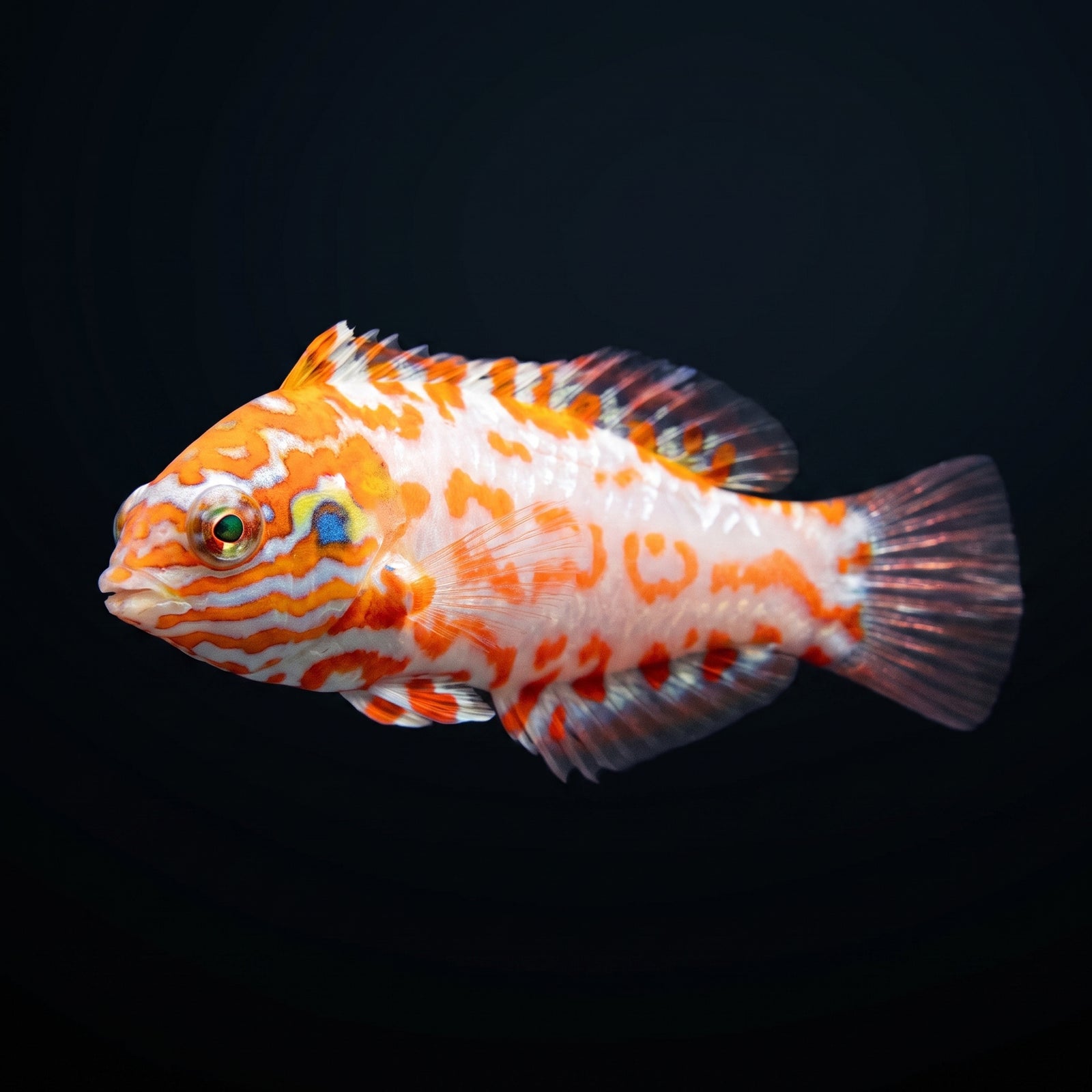 Choat's Red Leopard Wrasse (Macropharyngodon Choati) saltwater aquarium fish portrait