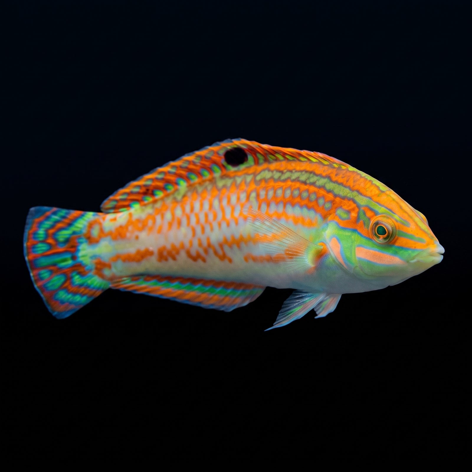 Christmas Wrasse (Halichoeres Claudia) saltwater aquarium fish portrait