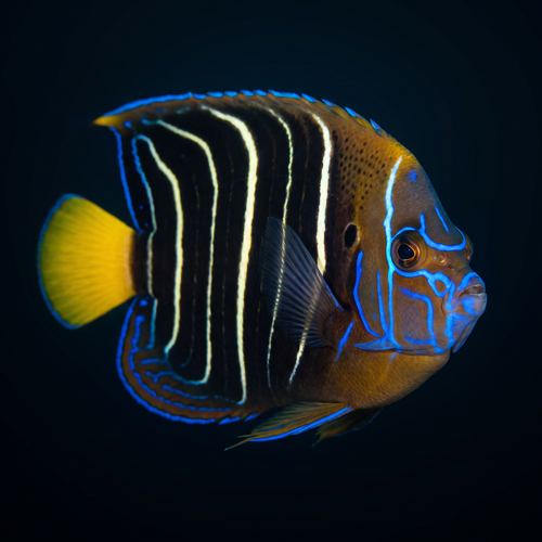 Chrysurus Angelfish - Adult