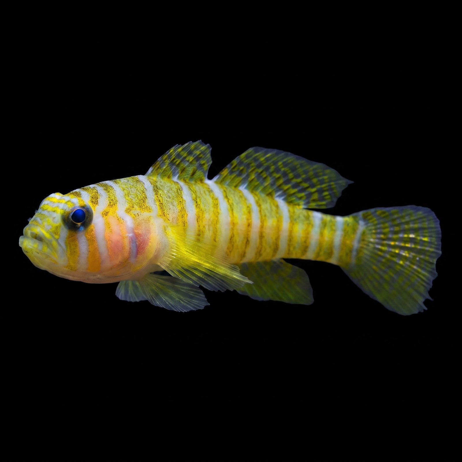 Circus Goby (Priolepis Nocturna) saltwater aquarium fish portrait