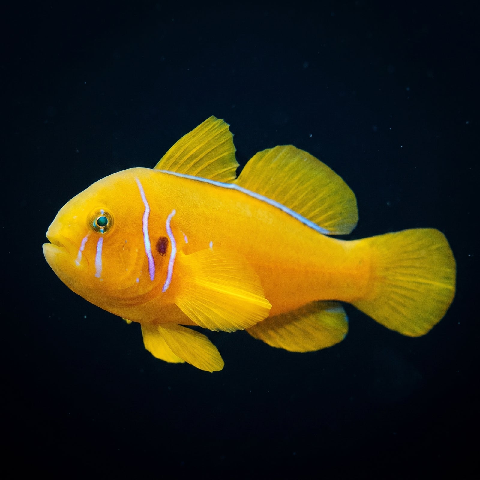Citron Goby (Gobiodon Citrinus) saltwater aquarium fish portrait
