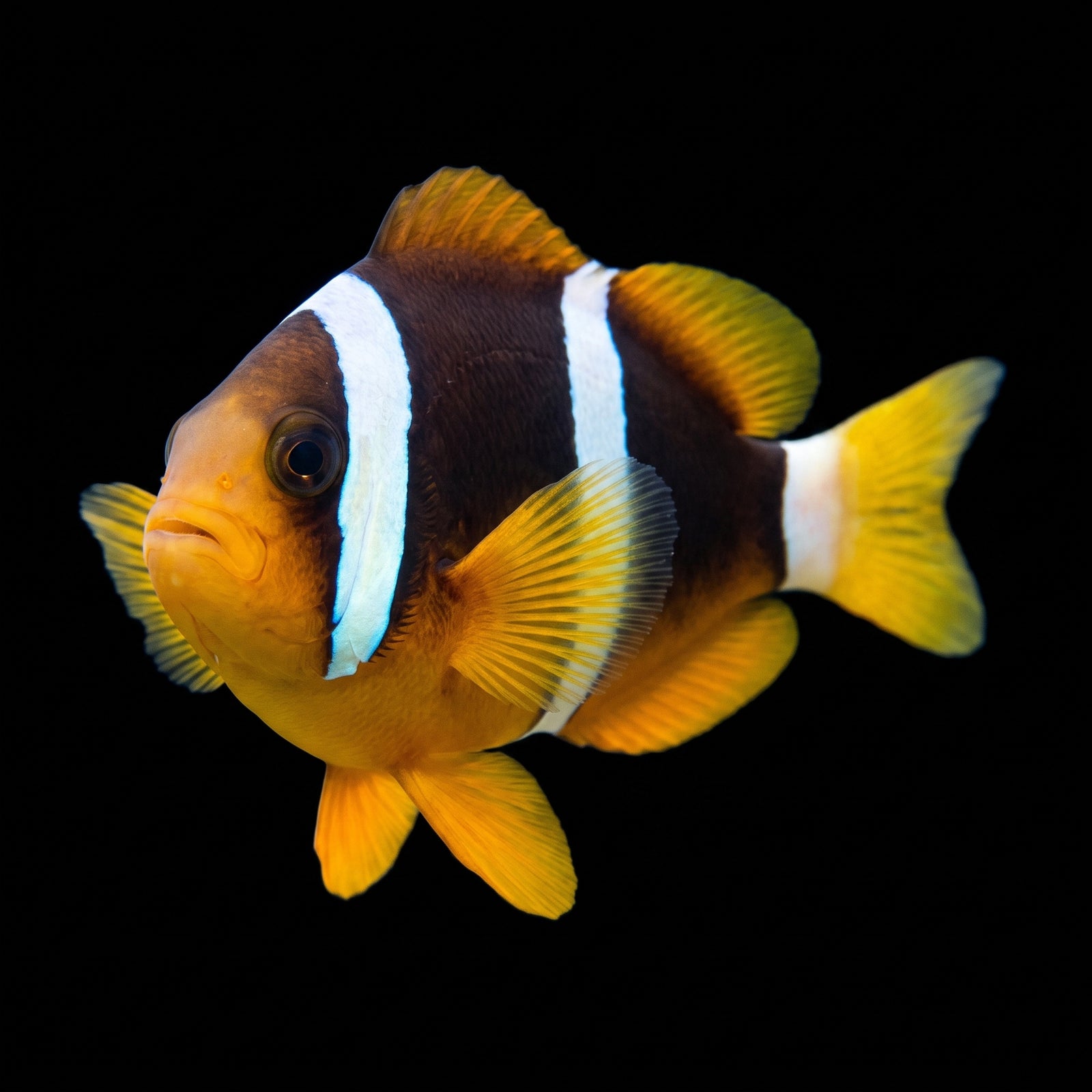 Clarkii Clownfish (Amphiprion clarkii) saltwater aquarium fish portrait