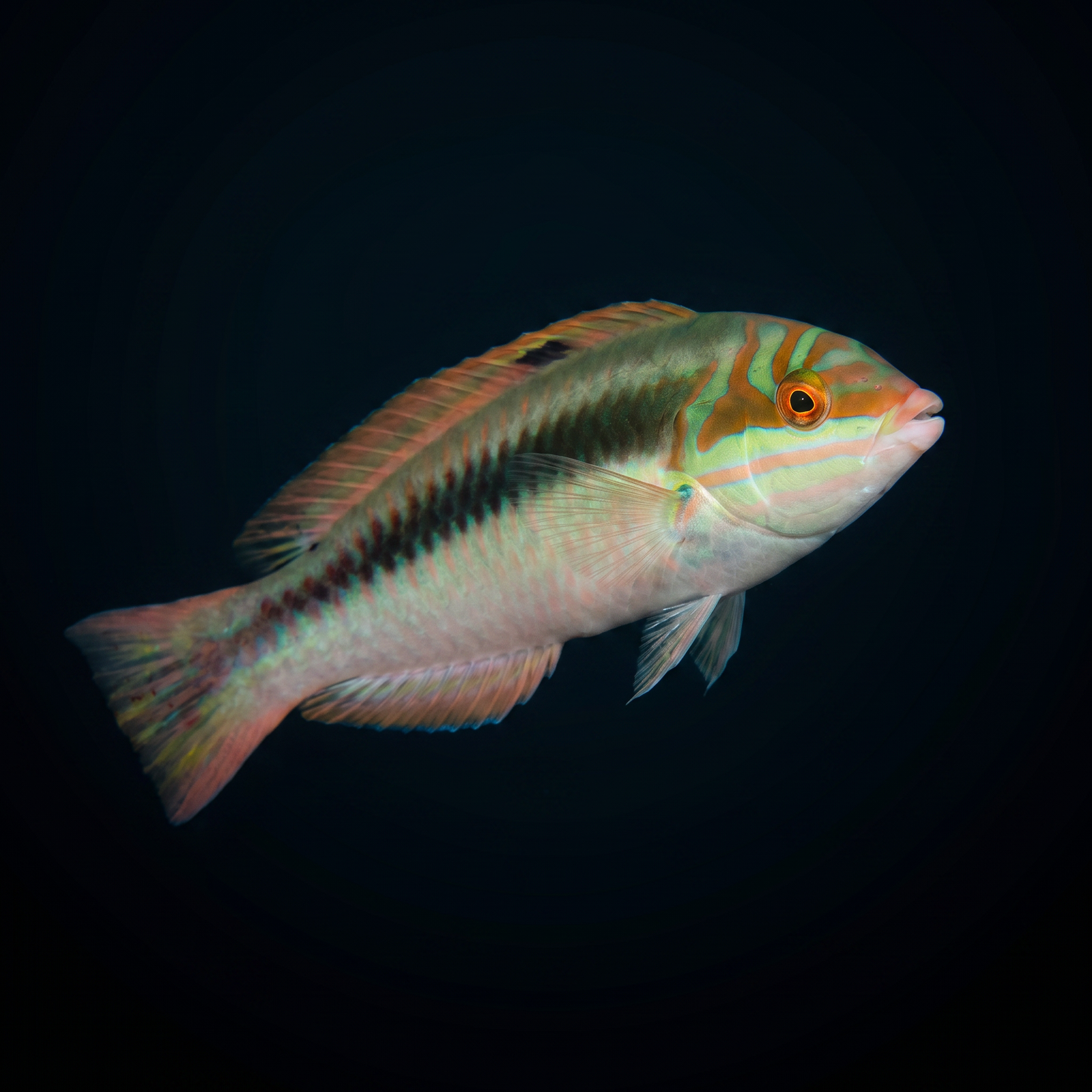 Clown Wrasse saltwater fish care guide