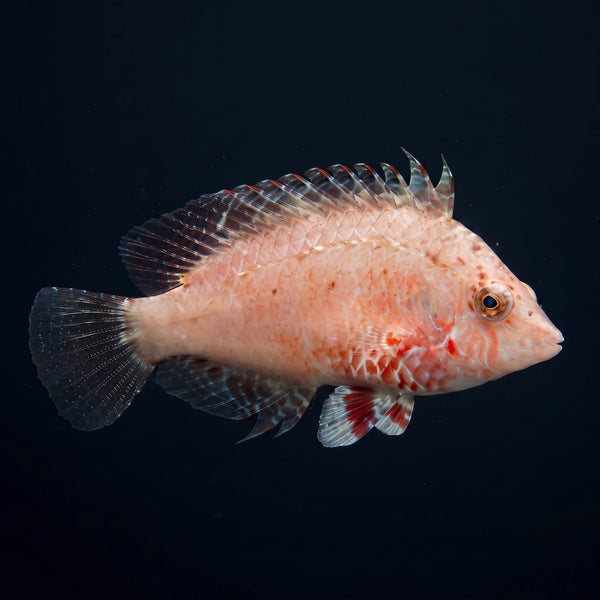 Cockerel Wrasse (Pteragogus Enneacanthus) saltwater aquarium fish portrait