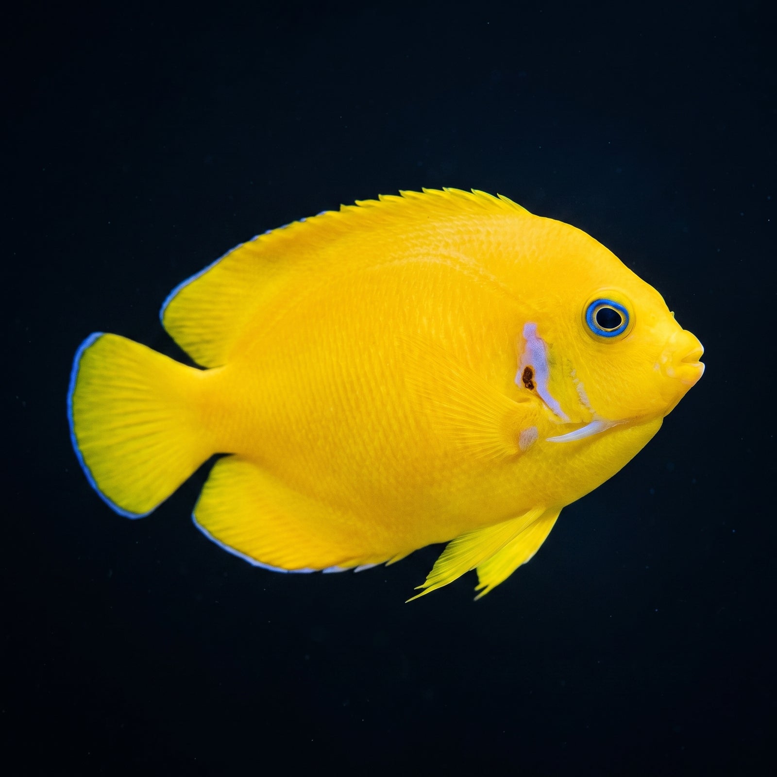 Coco Peel Angelfish (Centropyge Cocosensis) saltwater aquarium fish portrait