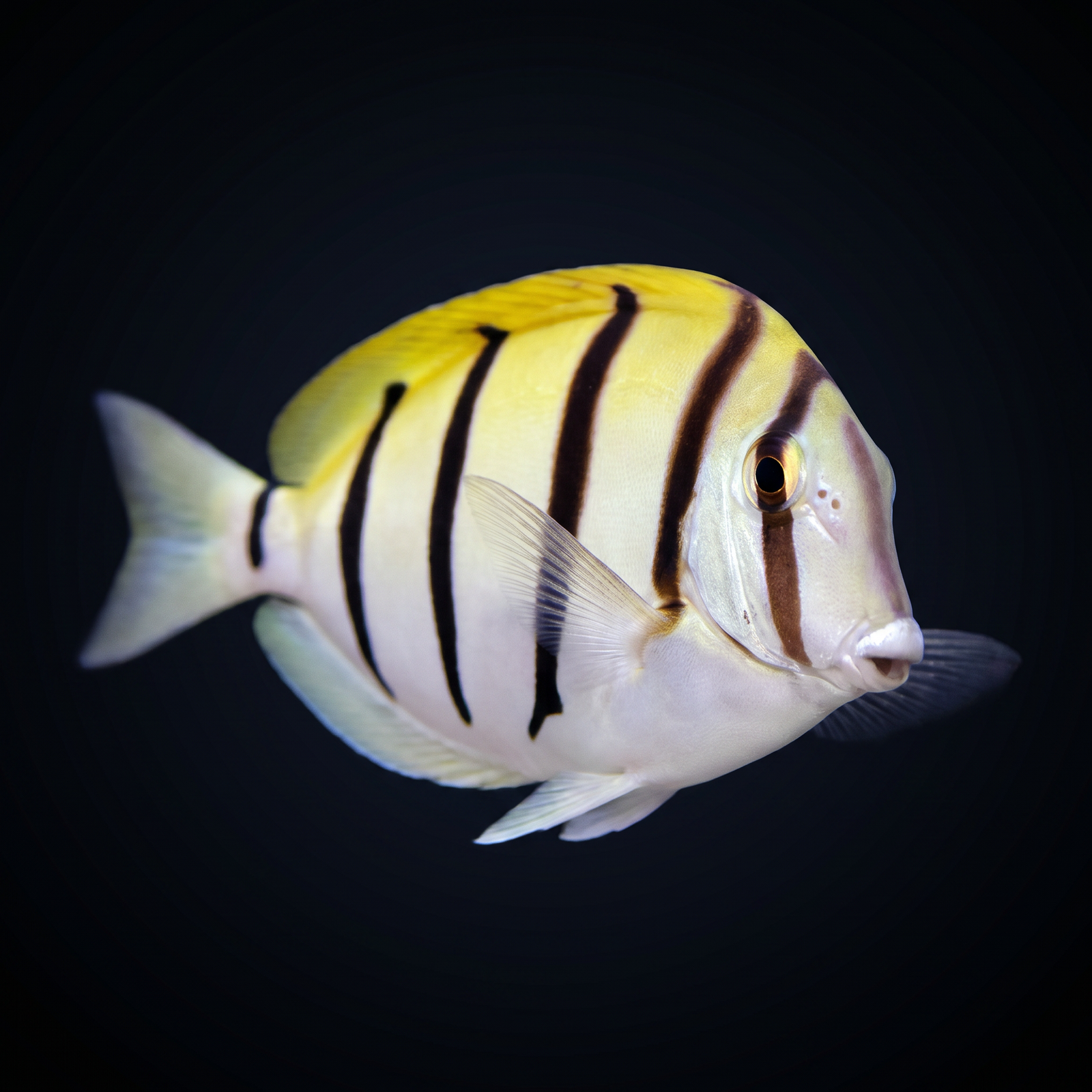 Convict Tang saltwater fish care guide