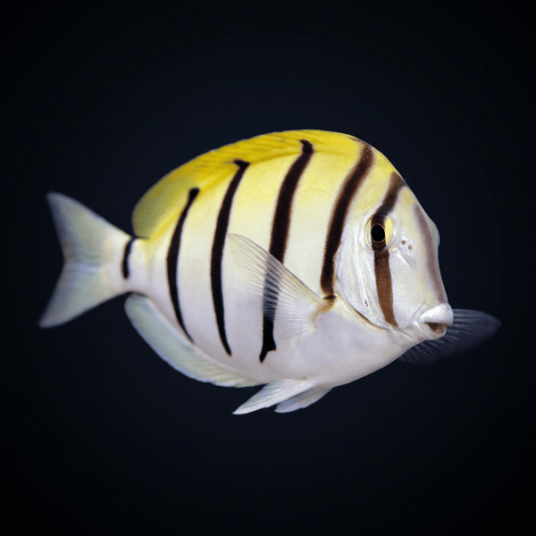 Convict Tang saltwater fish care guide