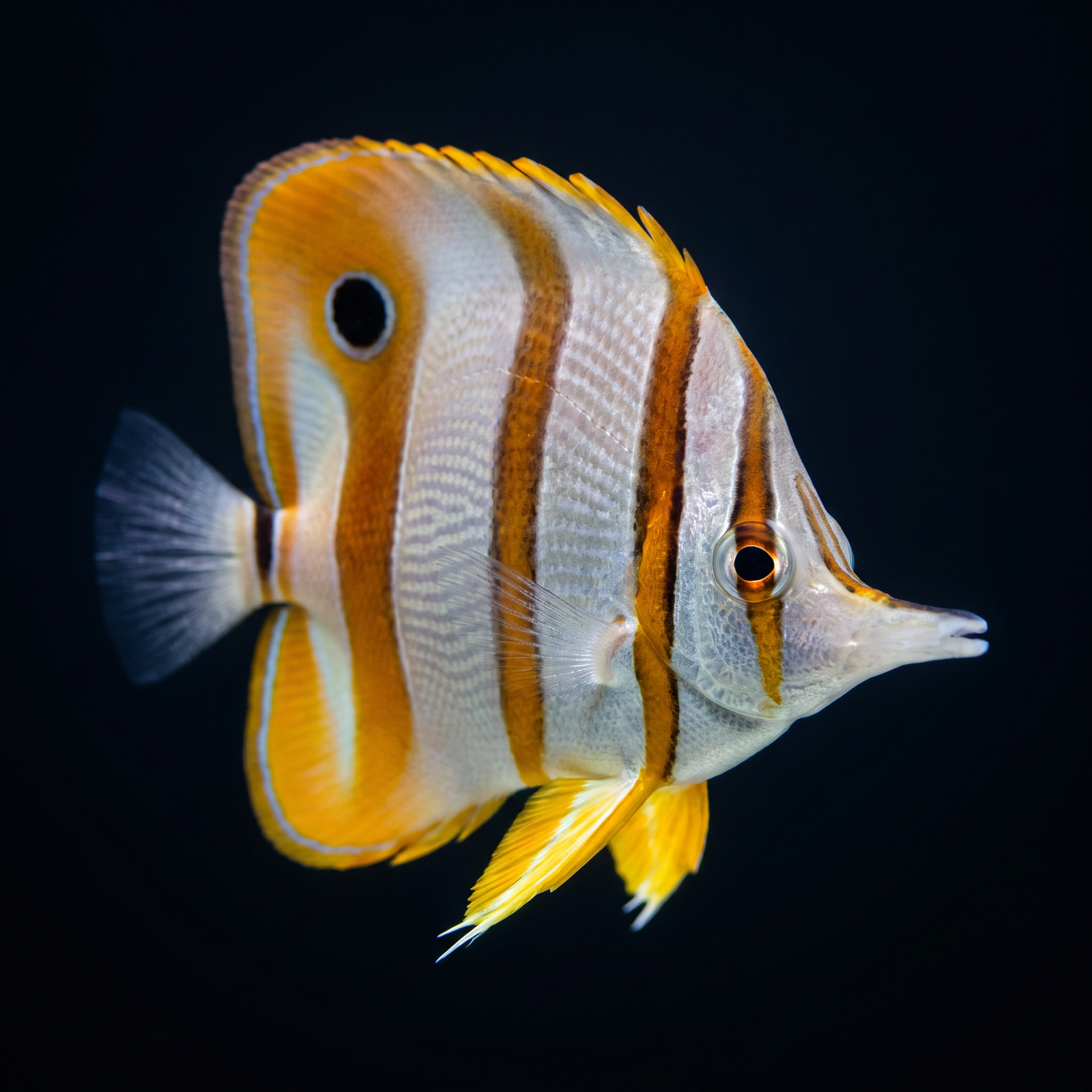 Copperband Butterflyfish saltwater fish care guide